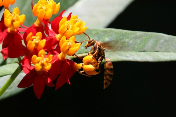 Guinea paper wasp (Polistes exclamans)