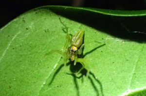 Magnolia green jumping spider(Lyssomanes viridis)