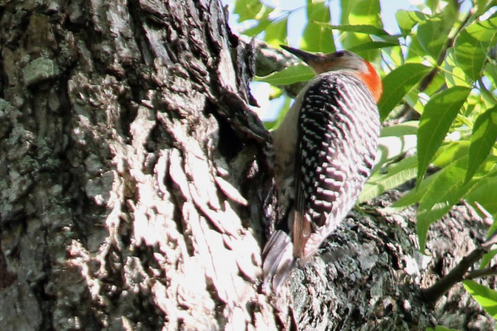 Red bellied woodpecker (Melanerpes carolinus)