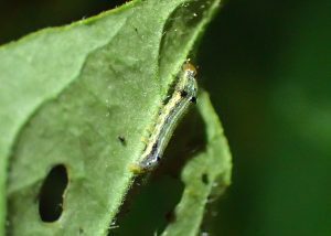 Southern armyworm (Spodoptera eridania)