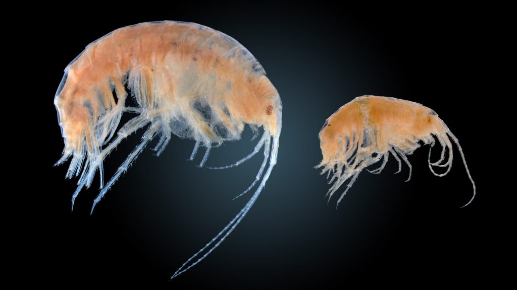 Crangonyx floridanus, a species of aquatic amphipod.  On the left is the female, which is larger than the male (right).