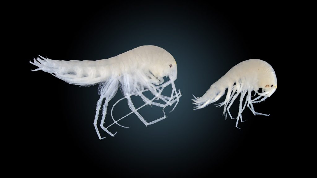 Crangonyx manubrium, a species of  aquatic cave amphipod.  On the left is the female, which is larger than the male (right).