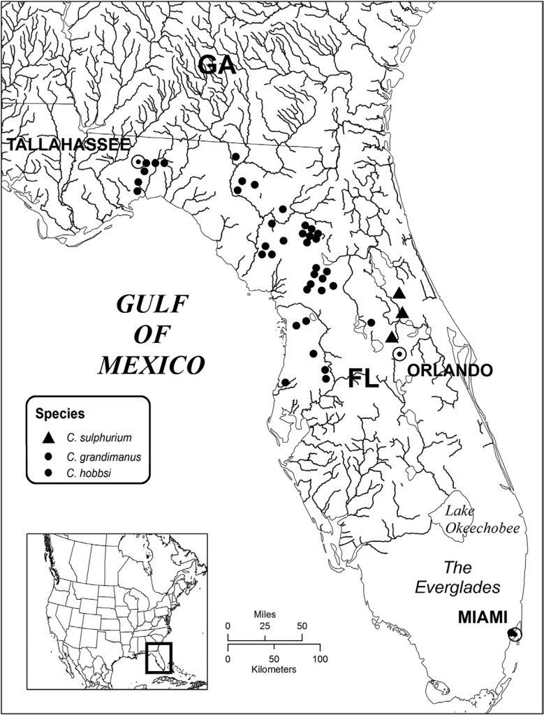 A map showing the distribution of three species of the Crangonyx species found in Florida caves: C. hobbsi, C. grandimanus, and C. sulphurium.