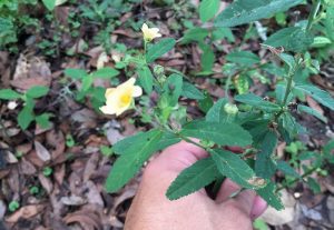 Cuban Jute (Sida rhombifolia)