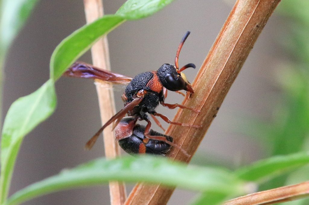Red-marked Pachodynerus Mason Wasp (Pachodynerus erynnis)