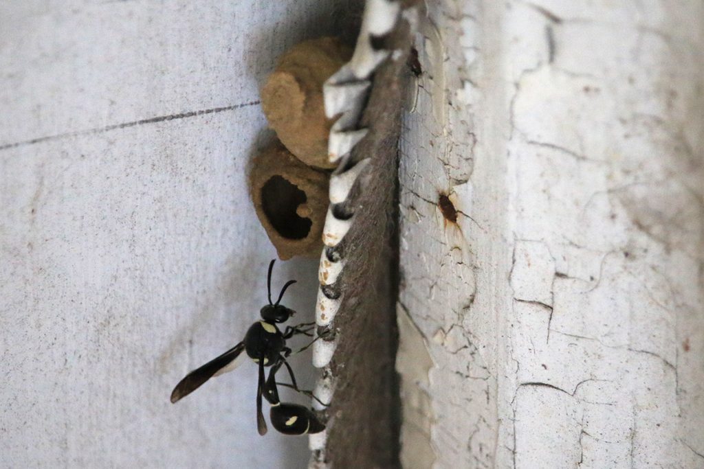Fraternal Potter Wasp (Eumenes fraternus) entering its pot shaped nest, which is wedged against a door frame.