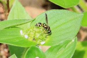 Wasp pollinating Florida Pusley.