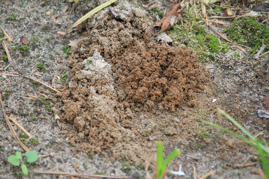 Poop turned to soil- a mound of dirt created by a dung beetle.