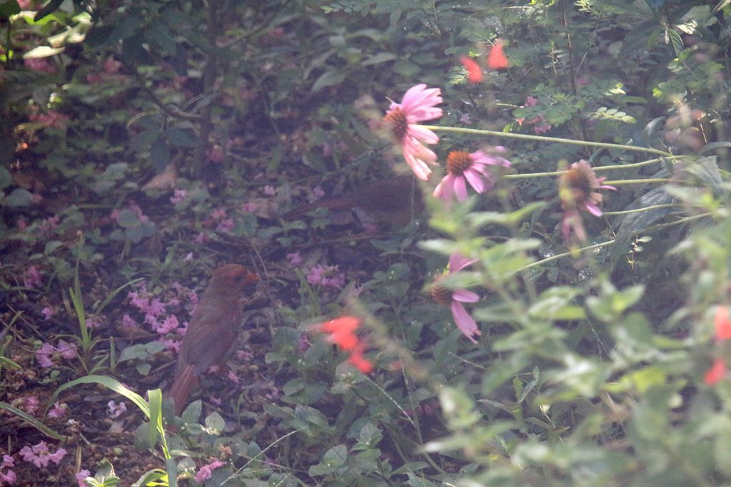 Juvenile cardinal forages in a flower bed.