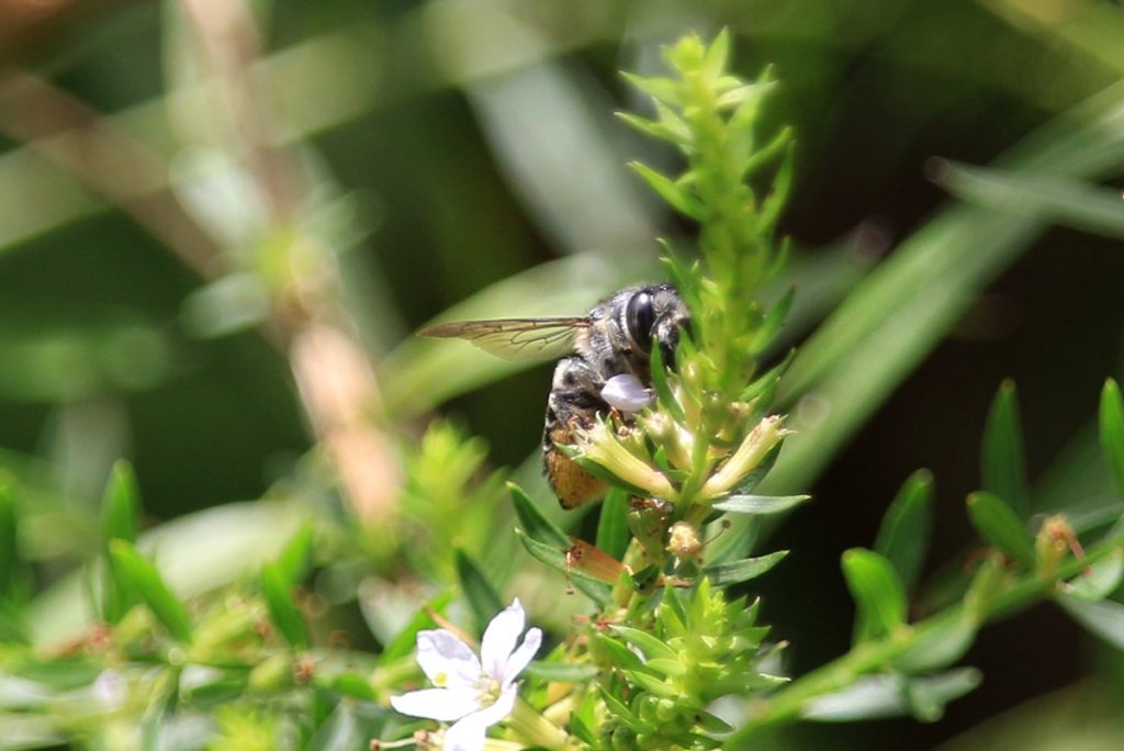 Leafcutter, Mortar, and Resin Bees- Genus Megachile