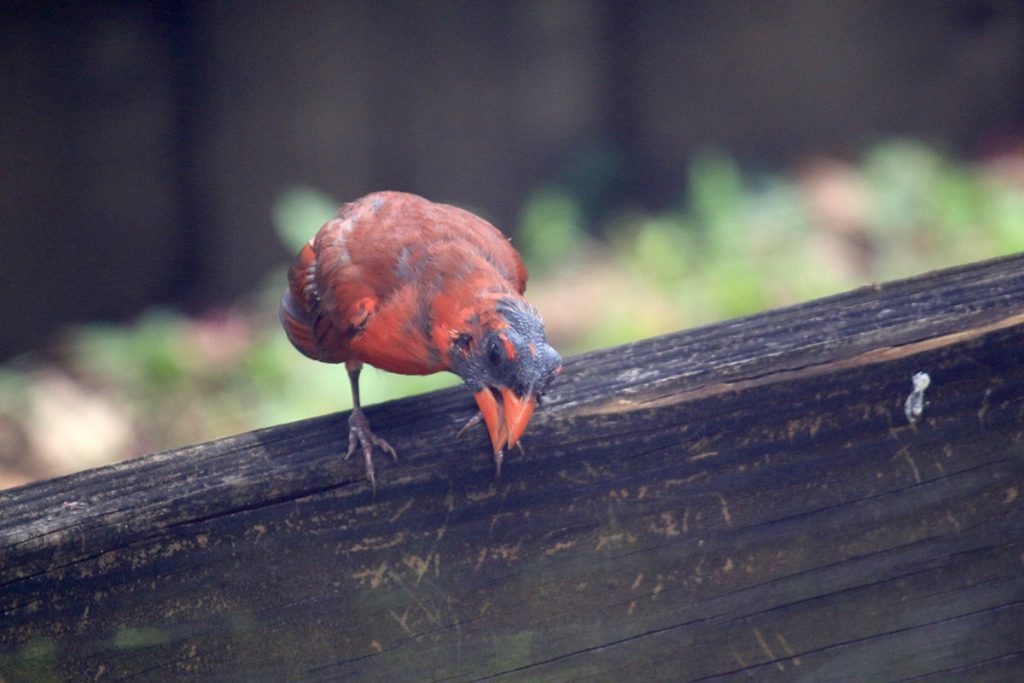 Cardinal after molting, part of its head is bare, and you can see its exposed black skin.