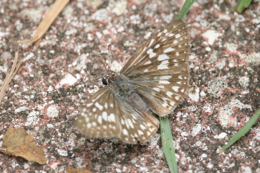 White checkered-skipper (Pyrgus albescens).