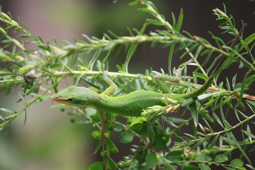 Green anole lies on wait on winged loosestrife.