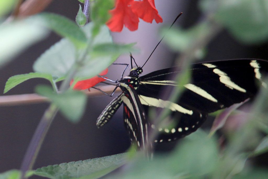 Zebra longwing (Heliconius charithonia) on red salvia.