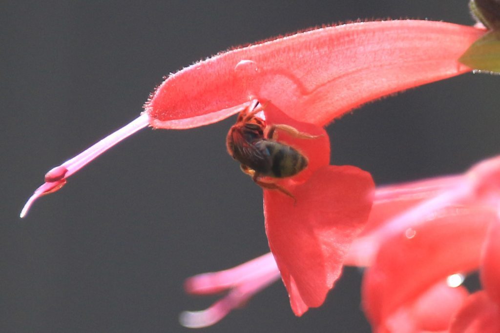 Metallic sweat bee pollinating a red salvia flower by climbing all the way in.