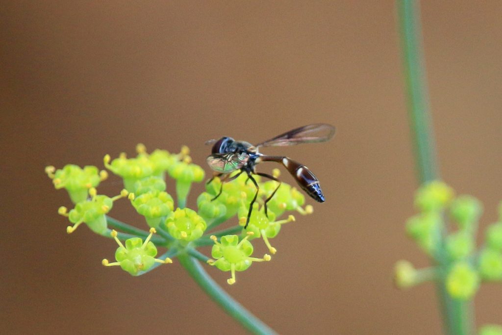Four-Speckled Hover Fly (Dioprosopa clavata) on fennel flowers.