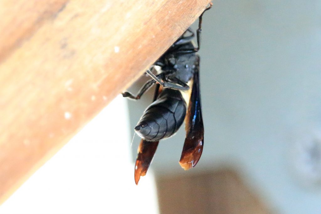 Four-toothed mason wasp (Monobia quadridens) entering its cavity beneath a wooden railing.