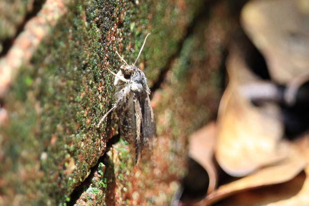 Possibly a cutworm moth.