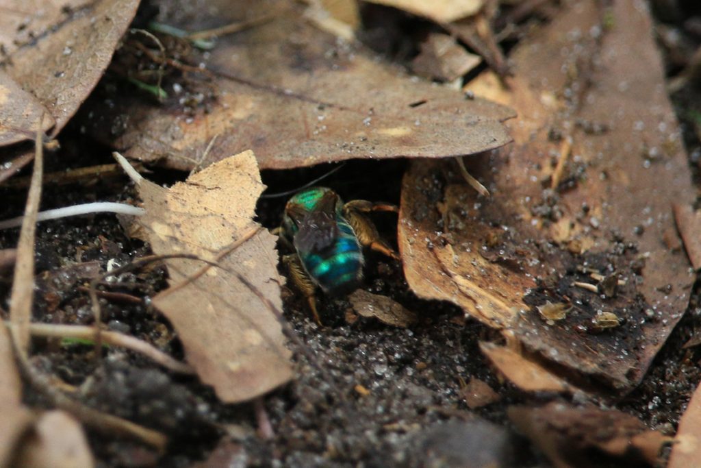 Blue metA green metallic sweat bee digs into leaf litter under an oak tree.allic sweat bee.