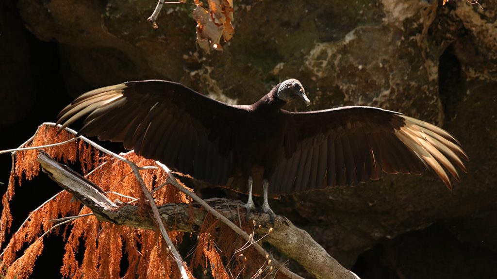 Mother vulture spreads her wings in front a cave containing her chicks.