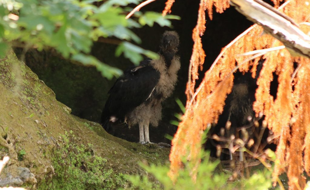 Two vulture chicks sit in a cave above Merritt's Mill Pond.