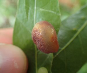 Translucent oak gall.