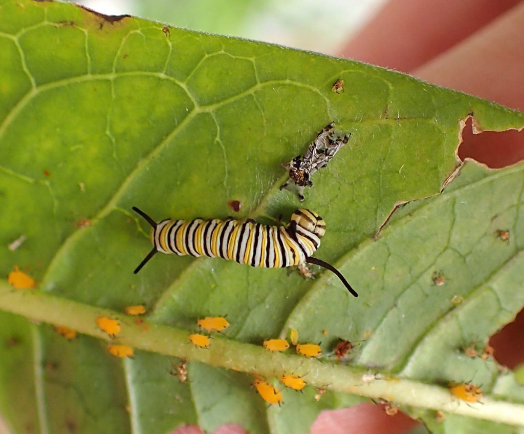 Fourth instar monarch caterpillar after molting its skin.