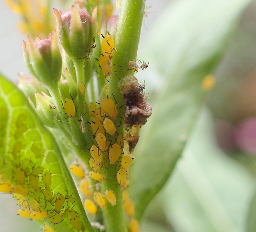 Syrphid larva in a smorgasbord of milkweed aphids. 