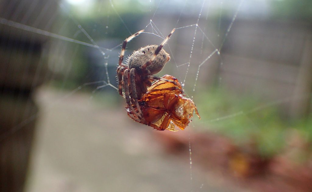 Spider eating beetle.