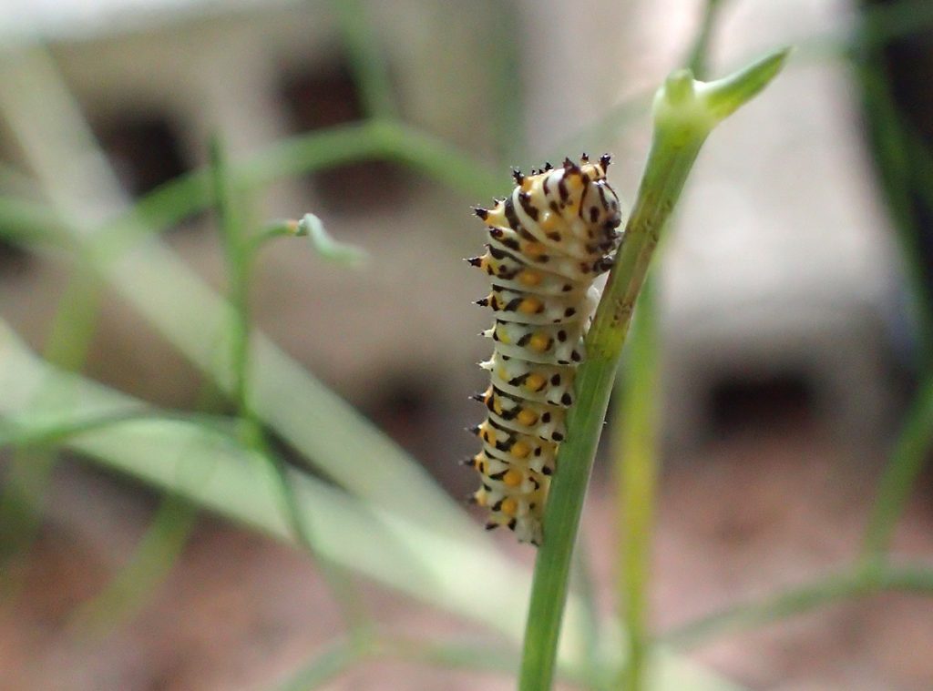 Black swallowtail caterpillar on fennel.