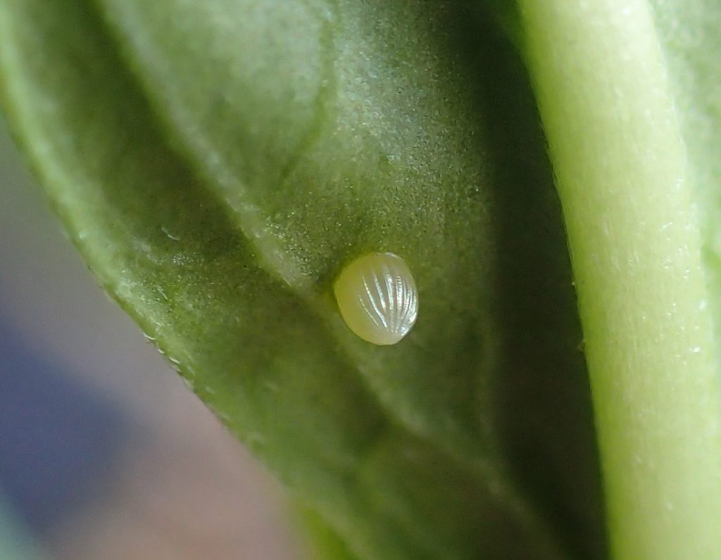 Monarch egg under a milkweed leaf.
