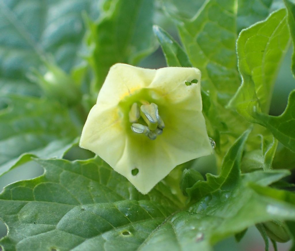 Little yellow flower of a groundcherry plamt, likely Physalis cordata, the heartleaf groundcherry.