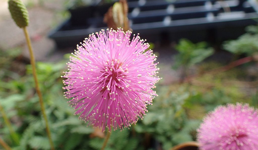 The puffy pink flower of the sensitive plant (Mimosa genus)