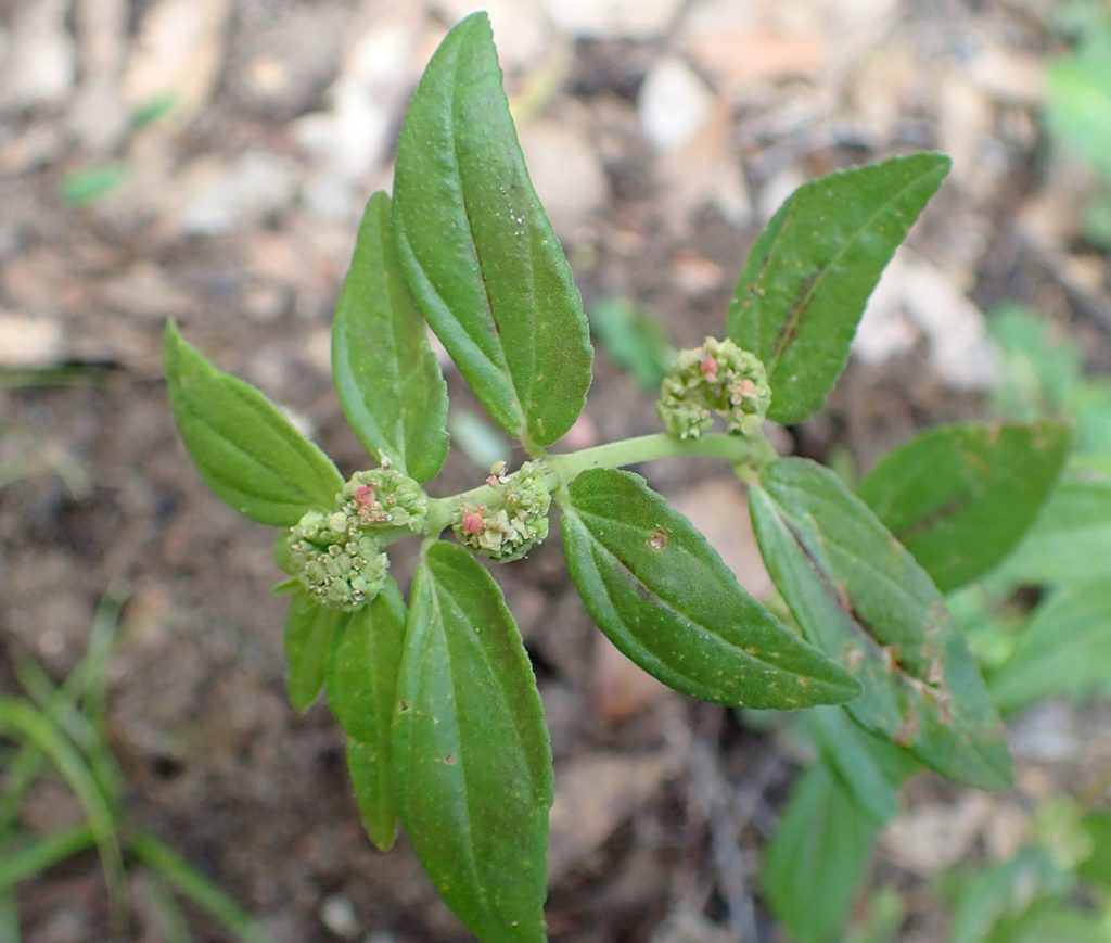 Asthma plant (Euphorbia hirta)