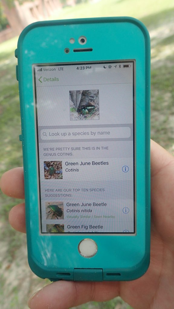 An iPhone with the iNaturalist app open.