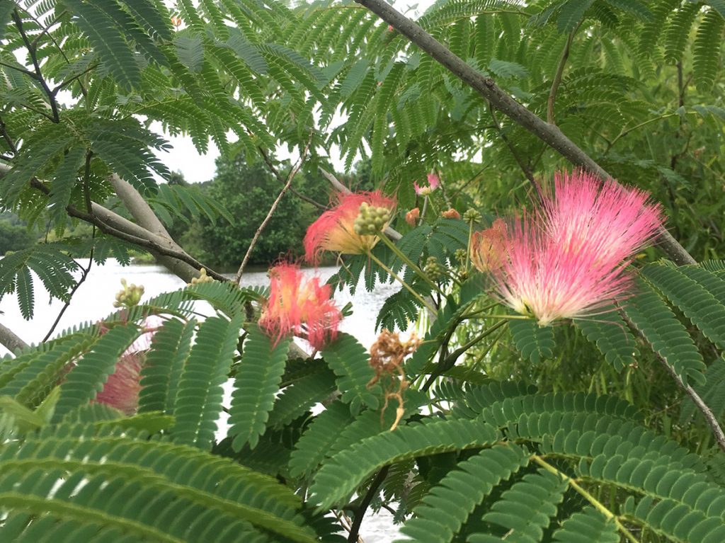 Persian silk tree, flowering.