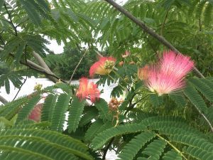 Persian silk tree, flowering.