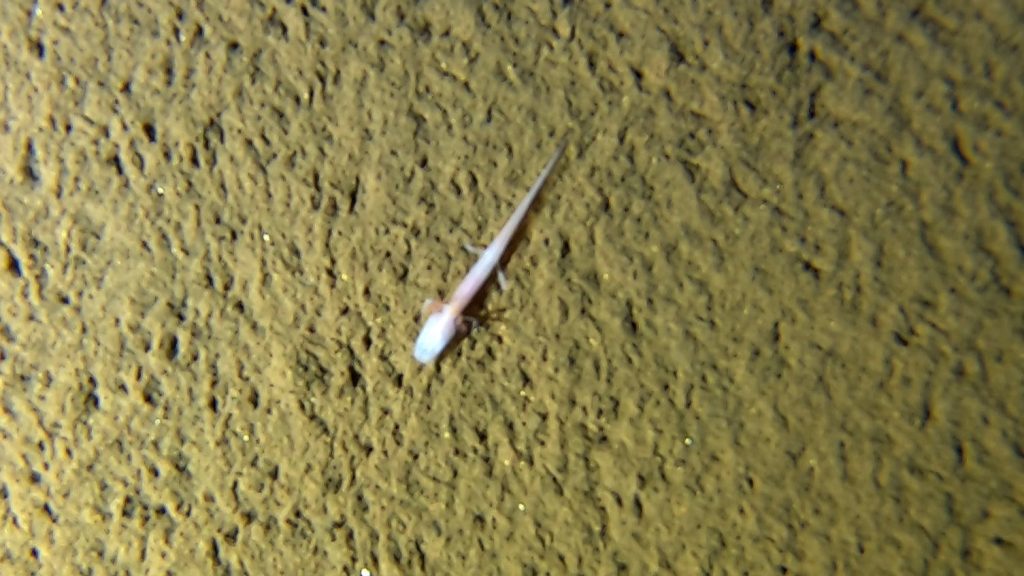 Georgia cave salamander (Eurycea wallacei)