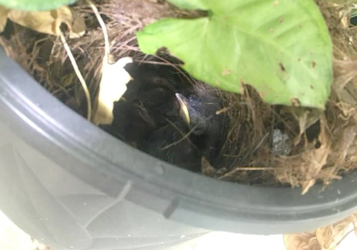 Carolina wren chick in nest.
