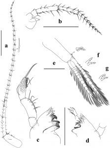 Illustrations of Crangonyx manubrium body parts by Andrew Cannizzaro.