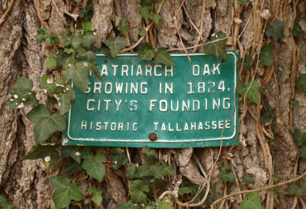 A plaque commemorating one of Tallahassee's Patriarch oaks.