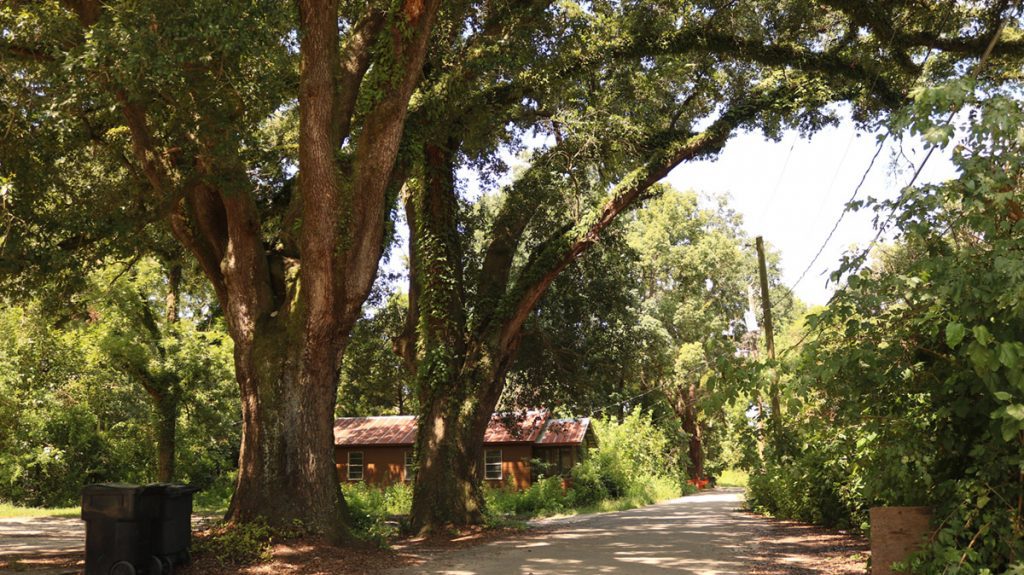 The view down Miles Street, in the Boynton Stills neighborhood.  On the left are the two Shingles Oaks as seen on July 1, 2019.  The trees have since been removed.