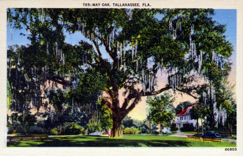 A postcard of Tallahassee's May Oak from 1940.