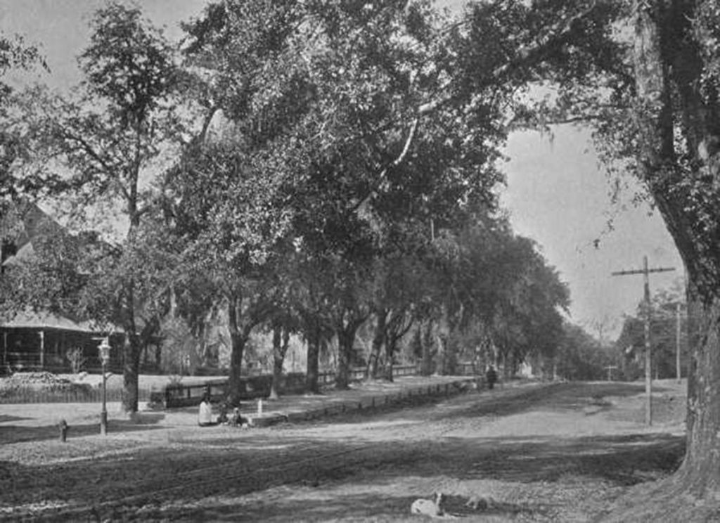 Tallahassee's north Monroe Street in the 1890s, lined with live oaks.