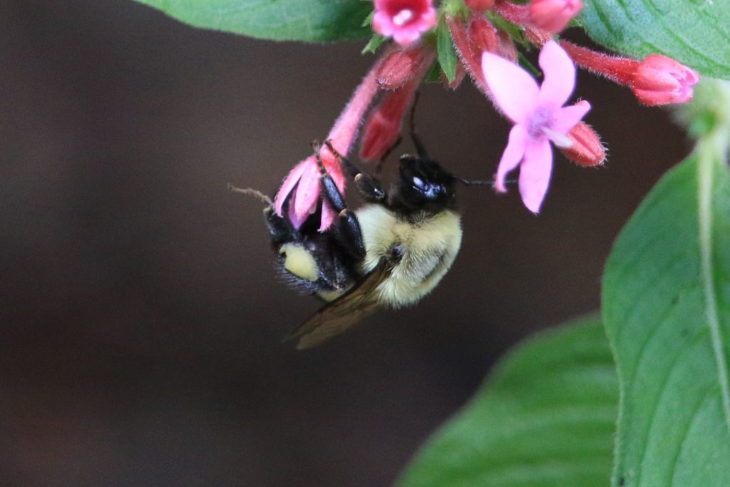 Common Eastern Bumble Bee (Bombus impatiens) on pentas.