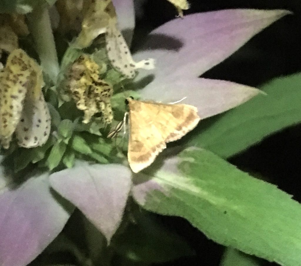 Moth on spotted horsemint, at night.