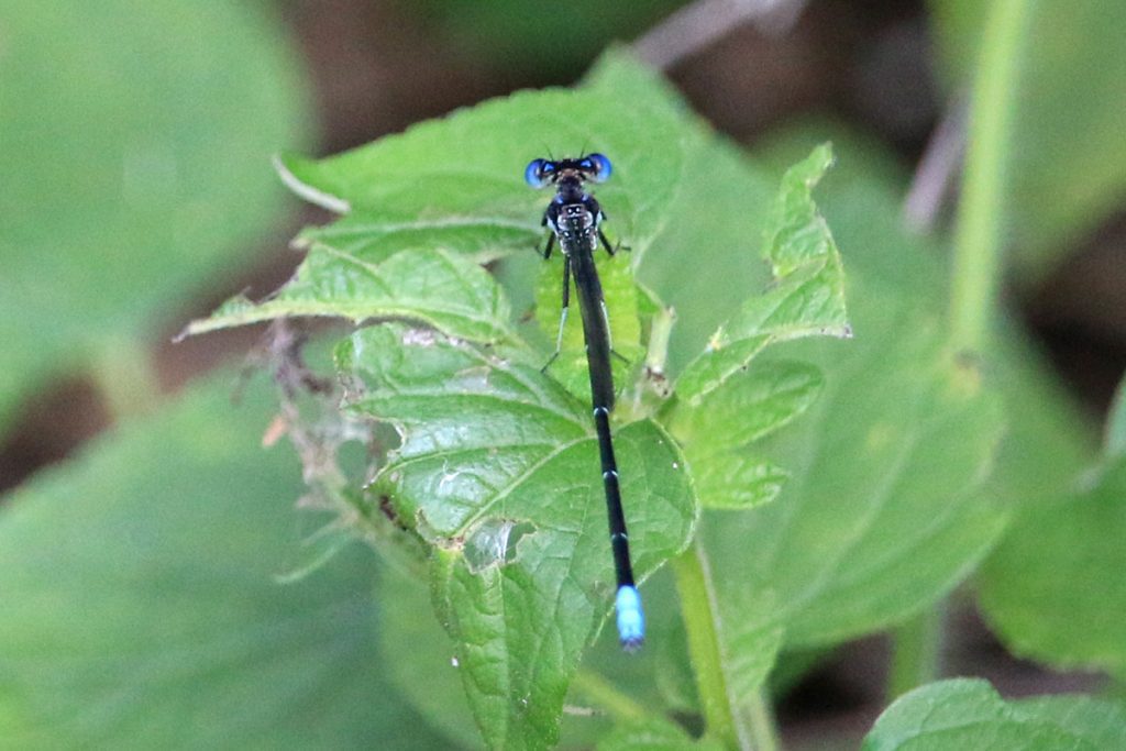 Blue-ringed Dancer (Argia sedula), a dragonfly species.