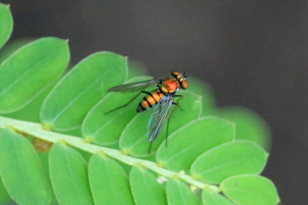 Long-legged fly (genus Condylostylus) on chamberbitter.