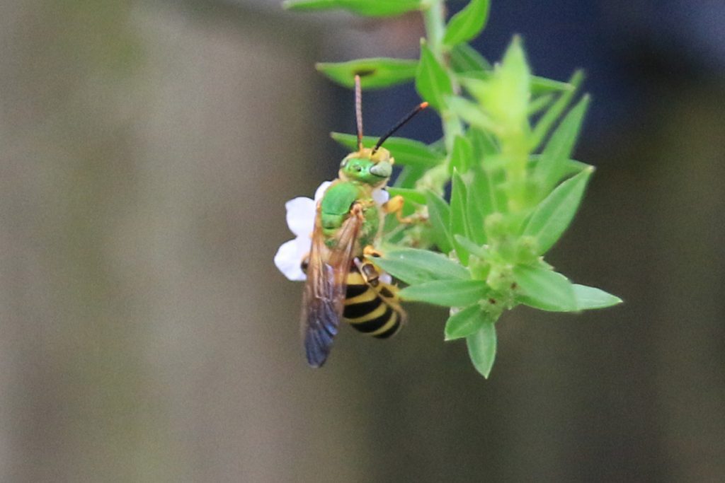 Brown-winged Striped Sweat Bee (Agapostemon splendens) on winged loosestryfe.