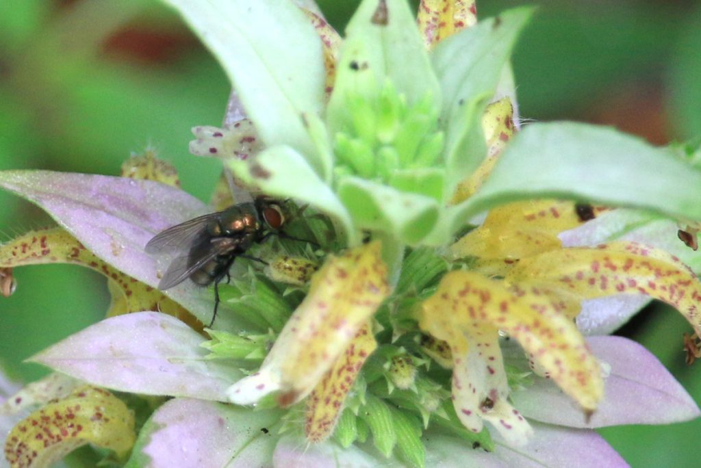 Oriental latrine fly on dotted horsemint.